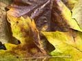 couleurs-d-automne-platane