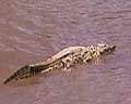 video crocodiles afrique australe
