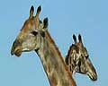 video girafes afrique australe