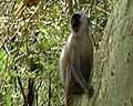 video singe phacochere afrique australe