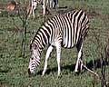 video zebres afrique australe