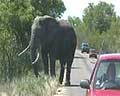 video elephants afrique australe