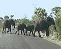 elephants video afrique australe